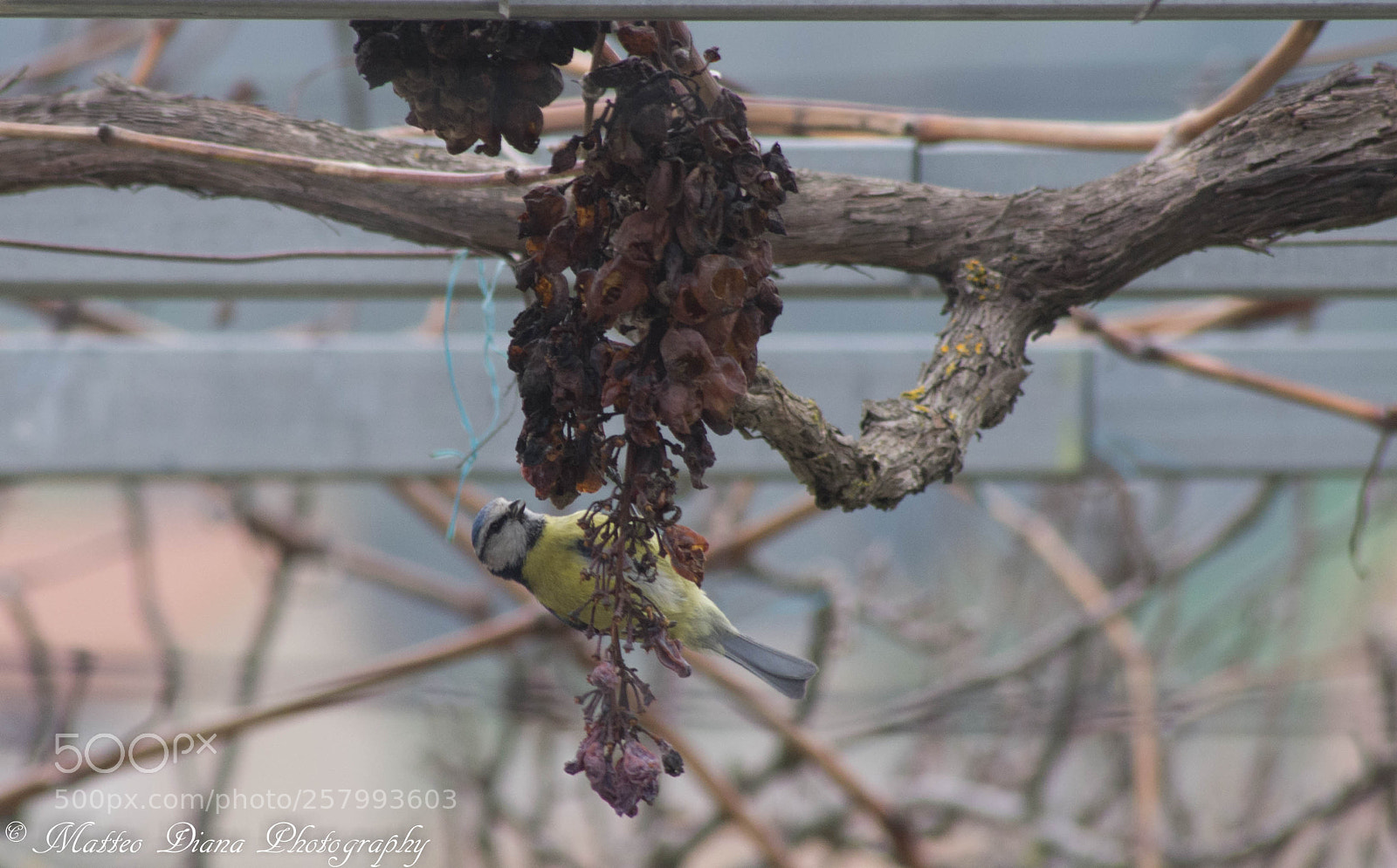 Pentax K-5 sample photo. Cinciarella photography