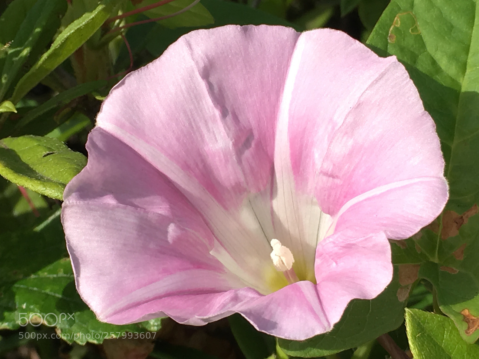 Apple iPhone 6s Plus sample photo. Spring2018 flowers photography