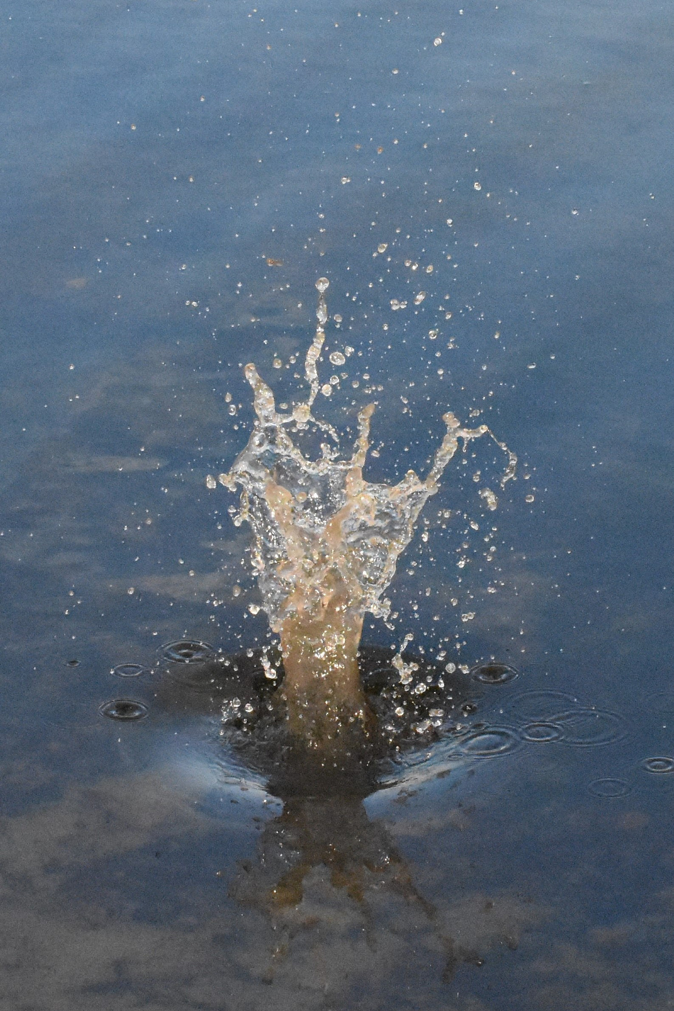 Nikon D7200 + Nikon AF-S Nikkor 50mm F1.4G sample photo. Splash photography