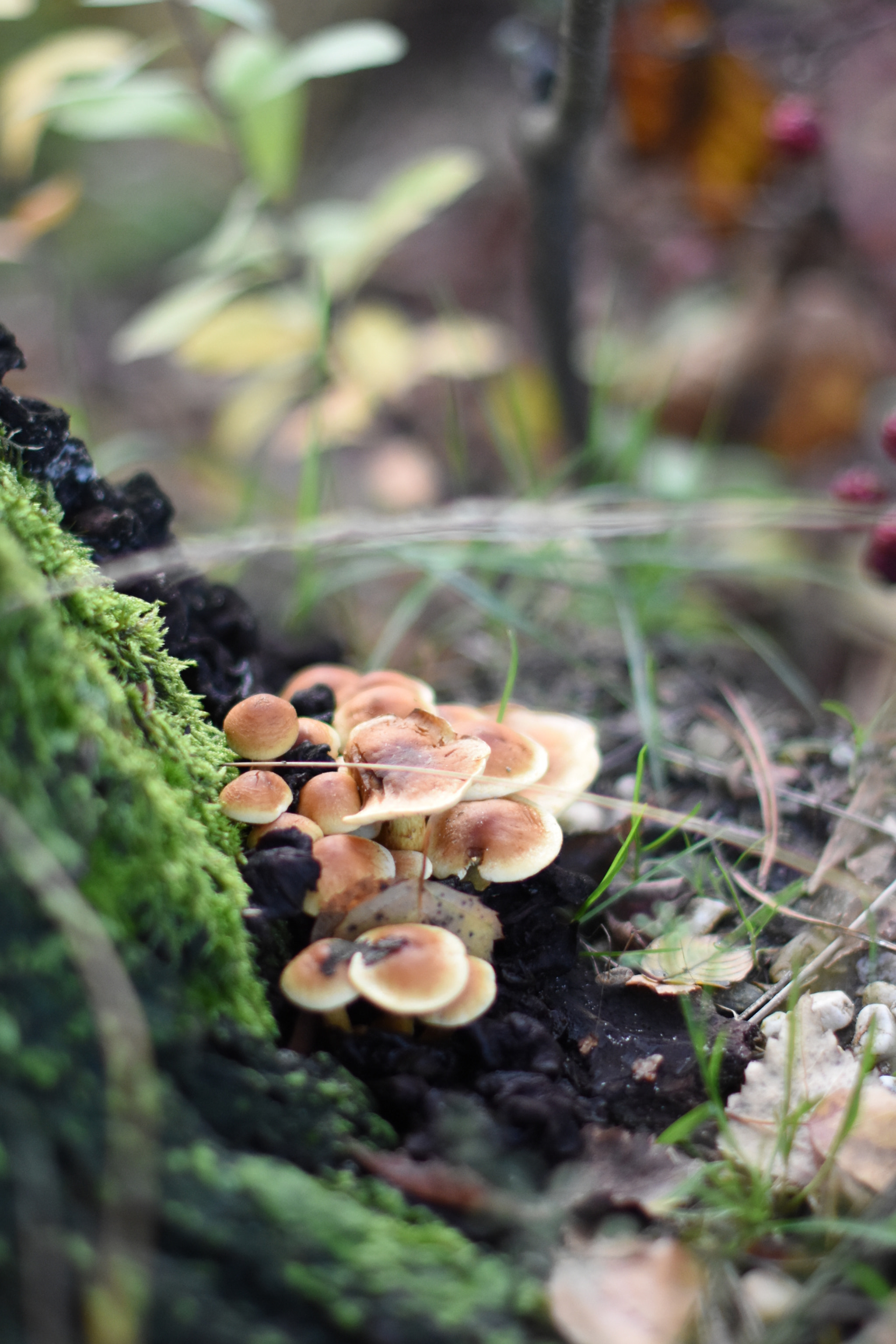 Nikon D7200 + Nikon AF-S Nikkor 50mm F1.4G sample photo. At the foot of a tree photography