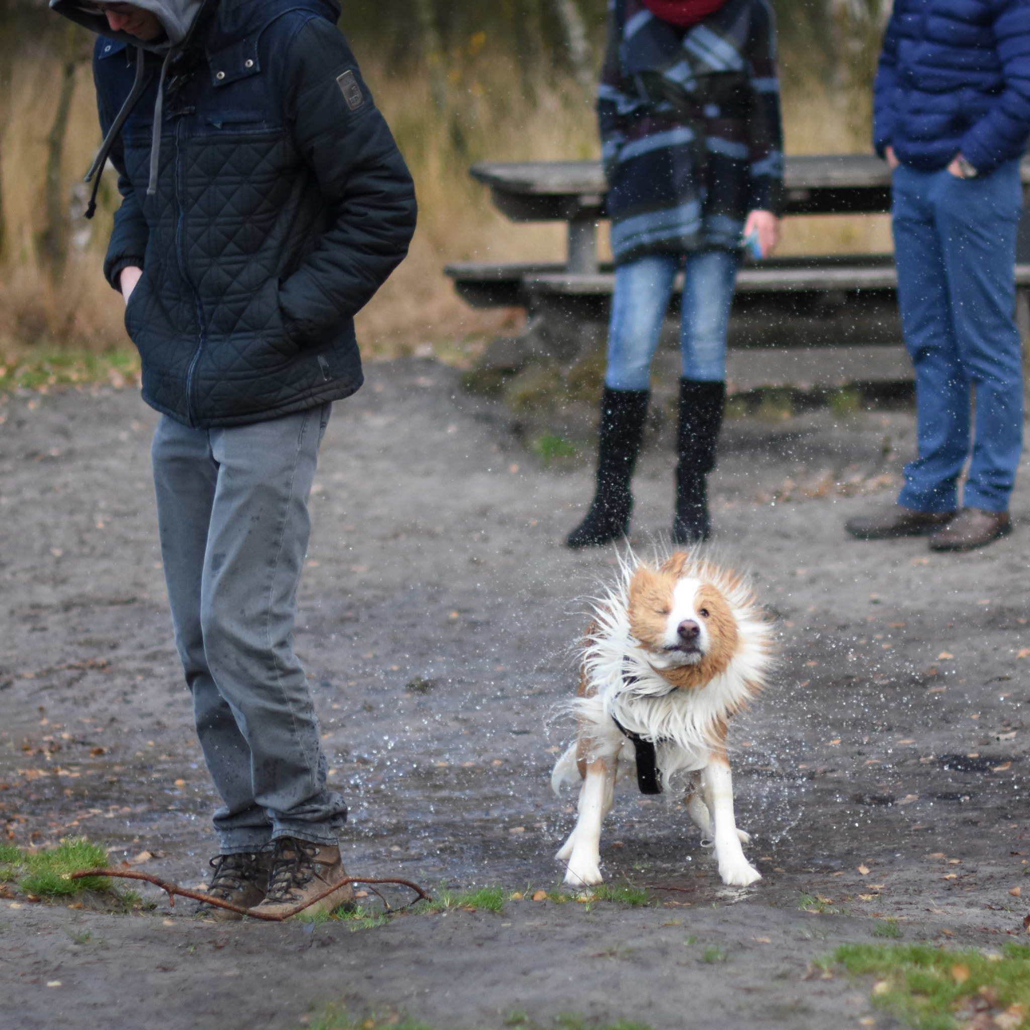 Nikon D7200 + Nikon AF-S Nikkor 50mm F1.4G sample photo. Shake out photography