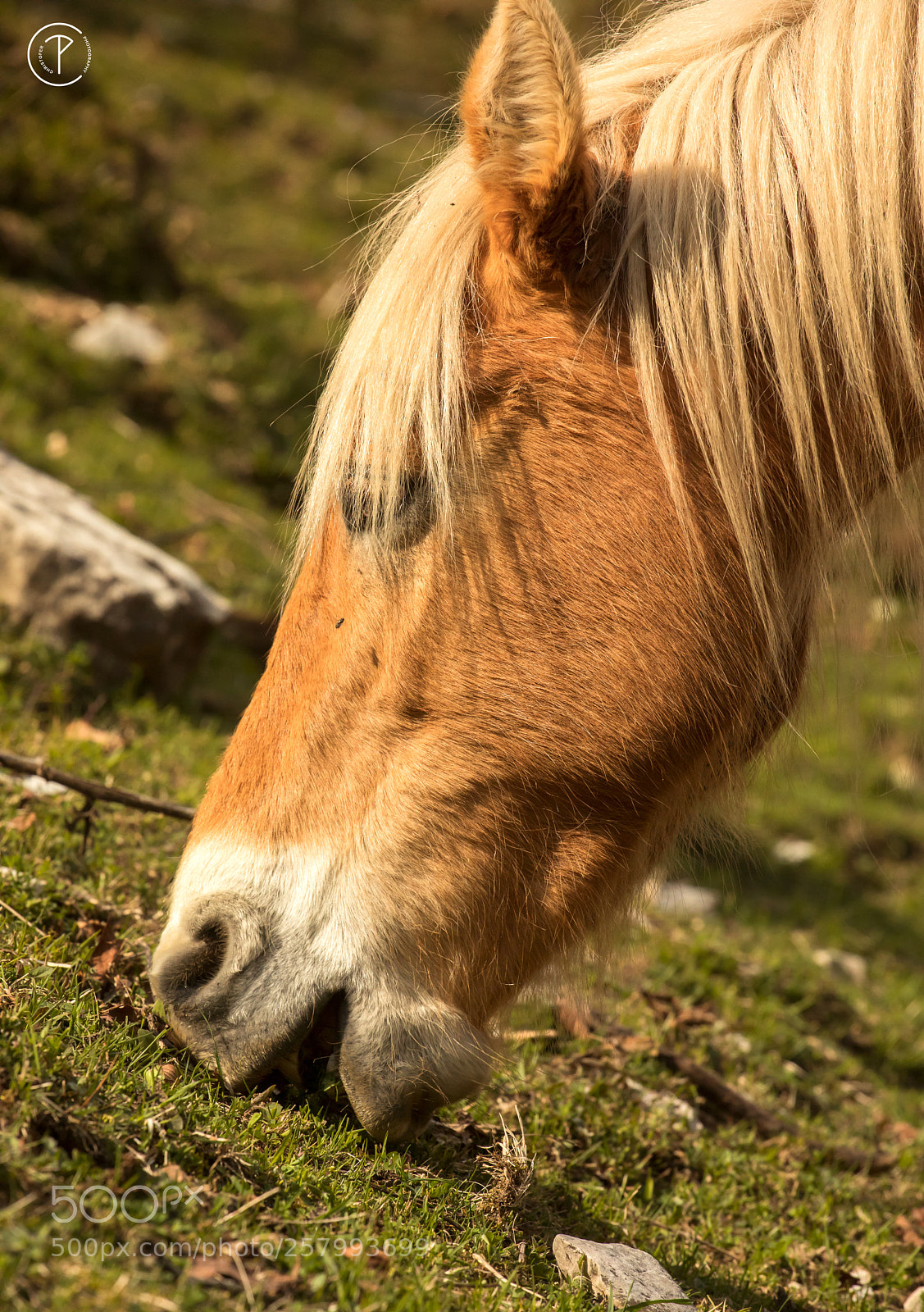 Canon EOS 5D Mark IV sample photo. Horse photography