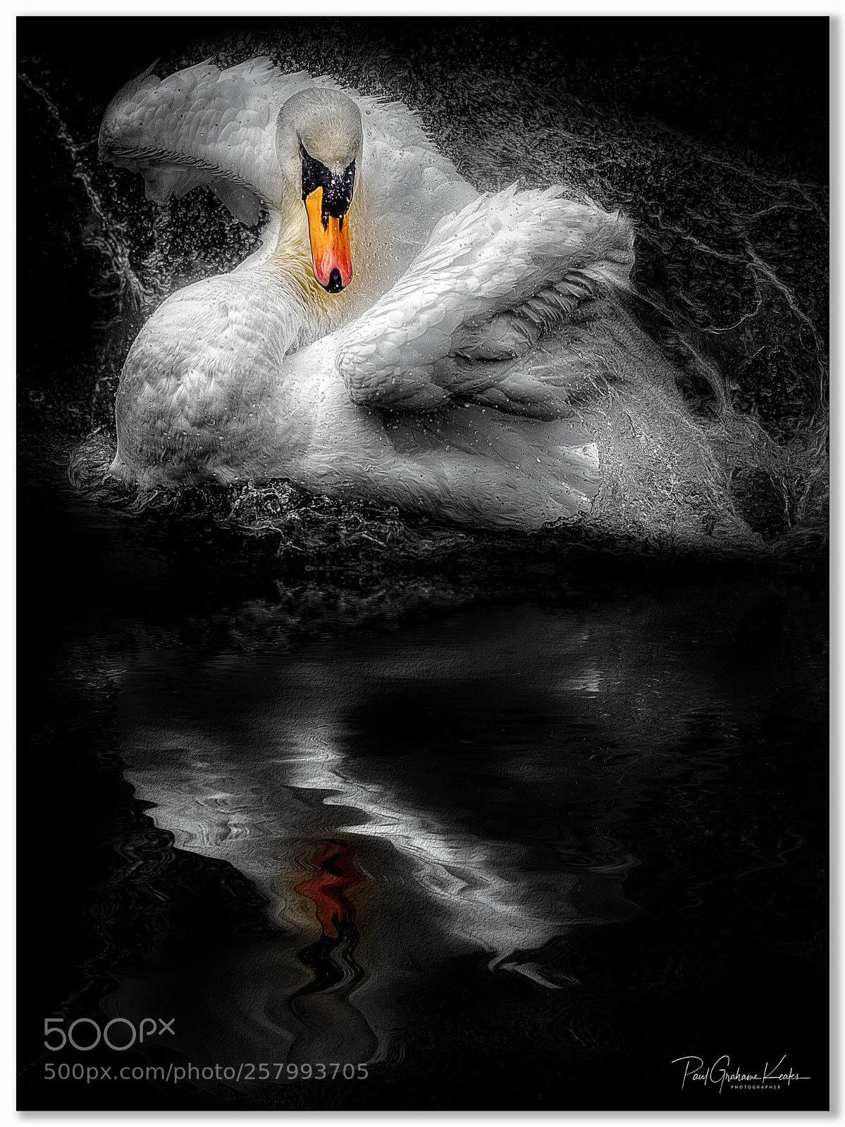 Canon EOS-1D X sample photo. Beauty of a swan .... photography