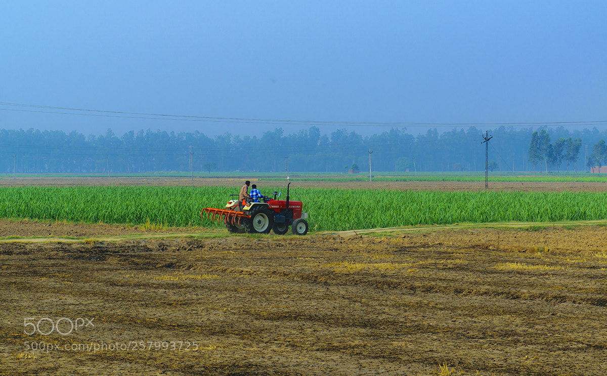 Nikon D5300 sample photo. Fields photography
