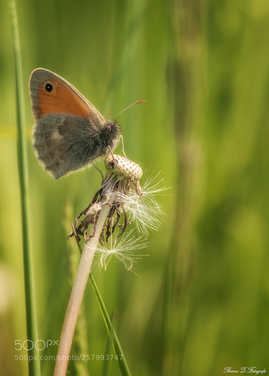Canon EOS 750D (EOS Rebel T6i / EOS Kiss X8i) sample photo. Butterfly photography