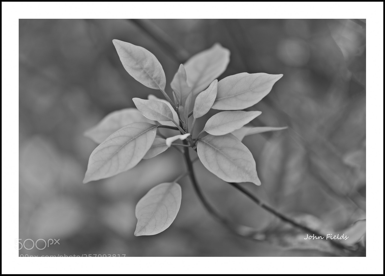 Nikon D800 sample photo. Jard bot nic val photography