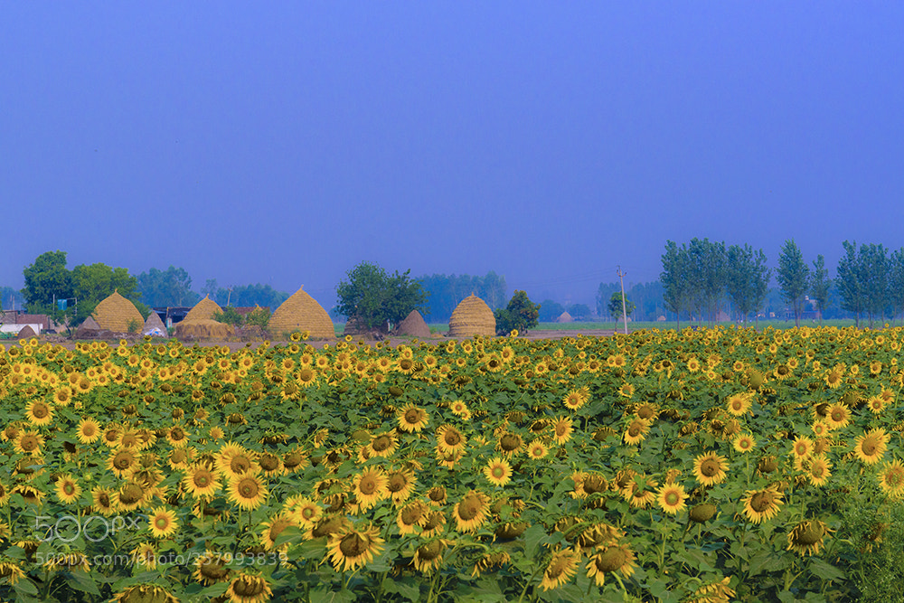 Nikon D5300 sample photo. Sunflower fields photography