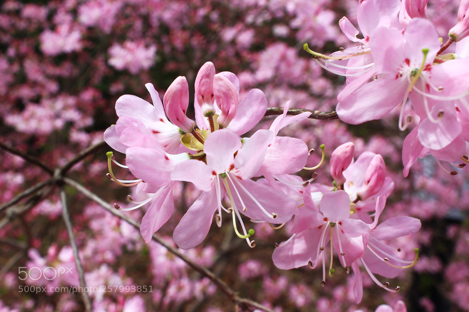 Canon EOS 1200D (EOS Rebel T5 / EOS Kiss X70 / EOS Hi) sample photo. Arboretum lilacs photography