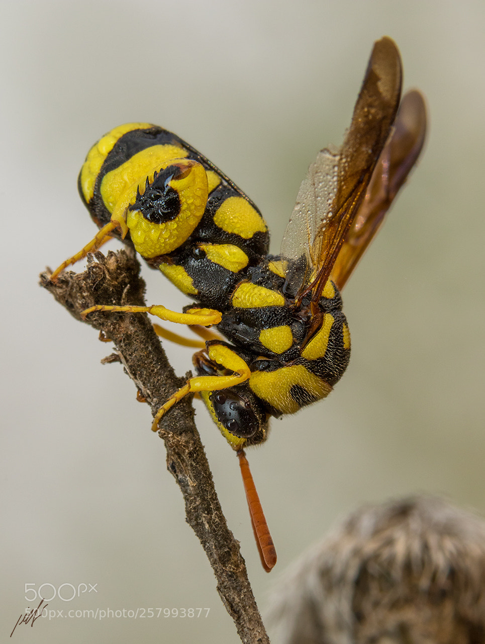 Canon EOS 7D Mark II sample photo. Leucospis photography