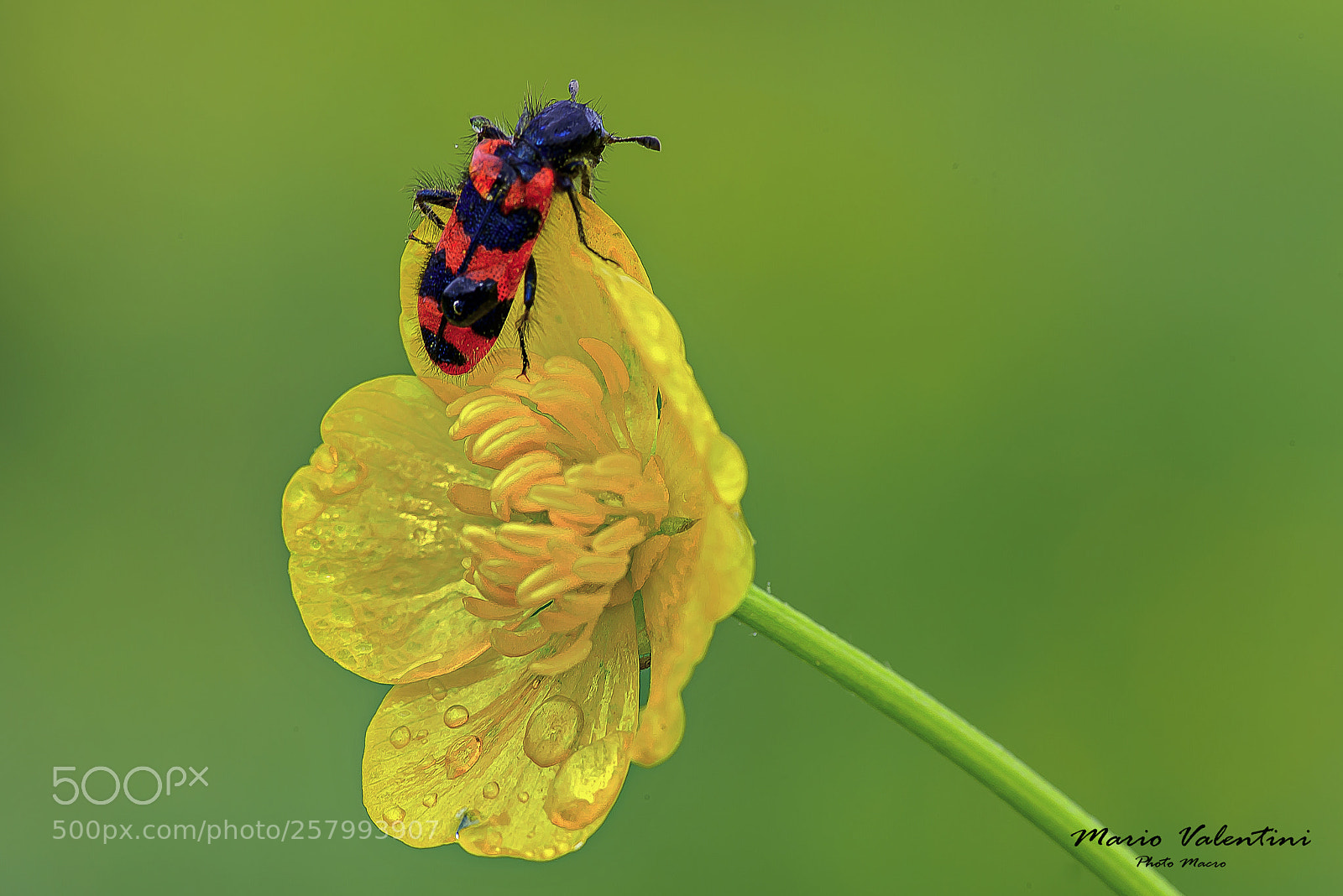 Nikon D750 sample photo. Flower ranunculus gramineus insect photography