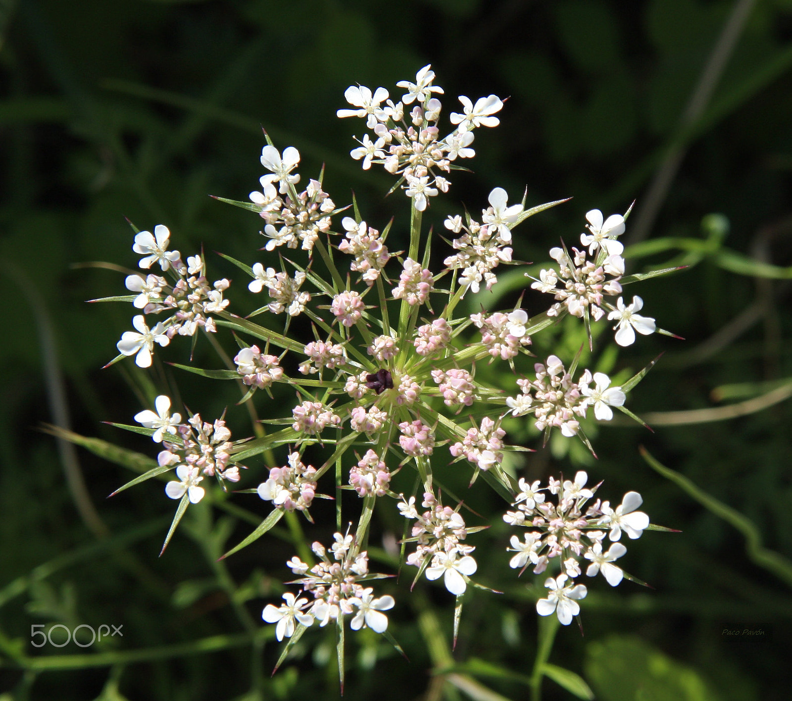 Canon EOS 450D (EOS Rebel XSi / EOS Kiss X2) sample photo. Flor de zanahoria silvestre. photography