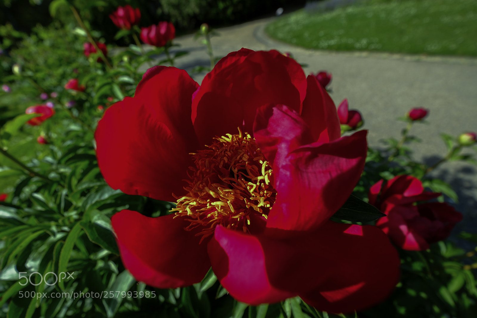 Fujifilm X-Pro2 sample photo. In the garden. photography
