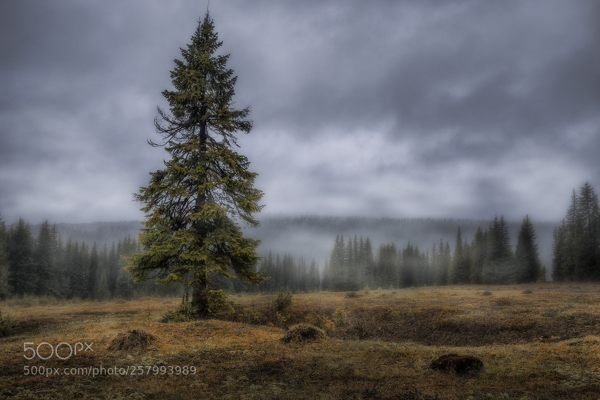 Nikon D600 sample photo. Bad weather photography