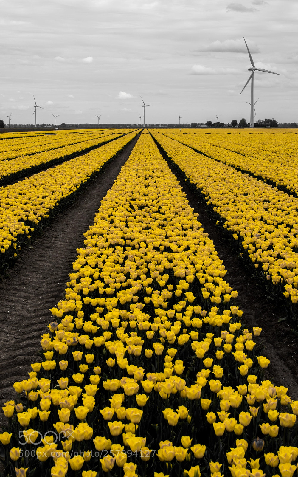 Nikon D5500 sample photo. Holland photography