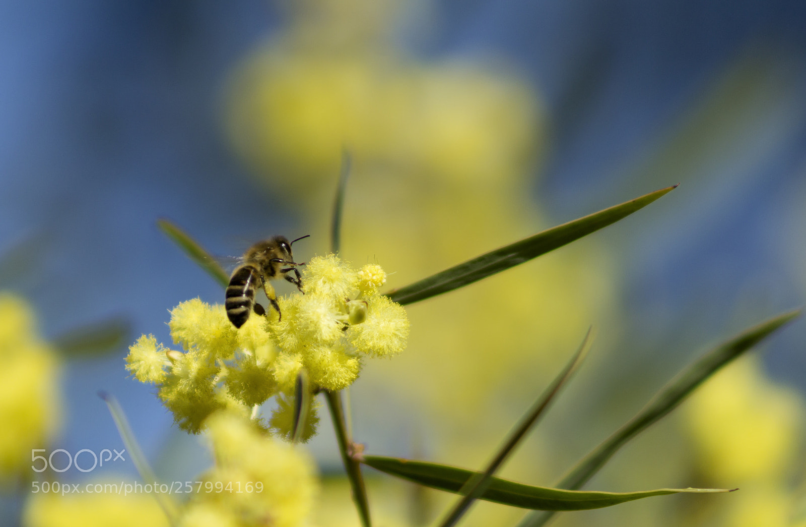 Canon EOS 1200D (EOS Rebel T5 / EOS Kiss X70 / EOS Hi) sample photo. Bee on a golden photography