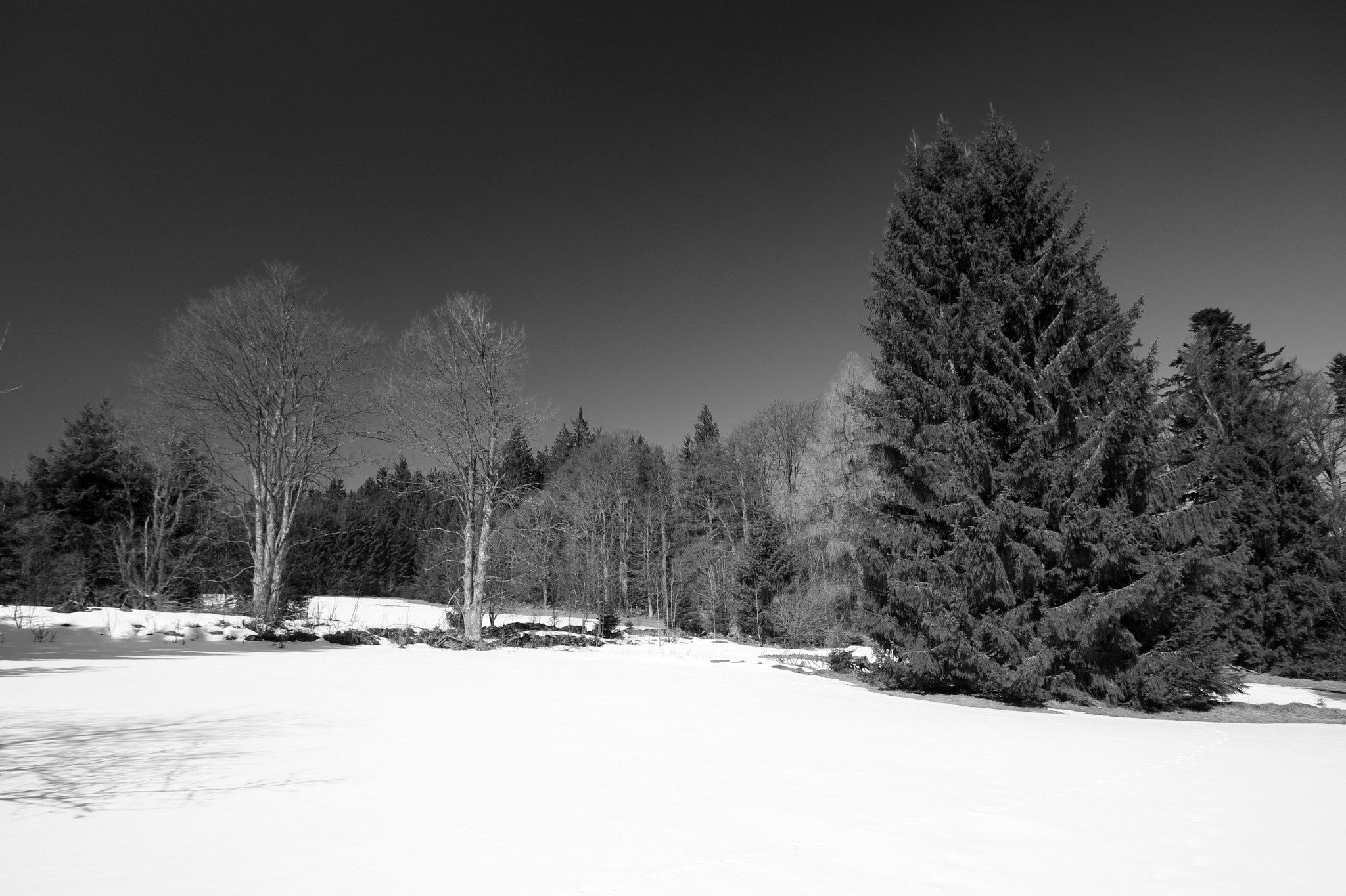 Canon EOS 750D (EOS Rebel T6i / EOS Kiss X8i) sample photo. Winter meadow photography