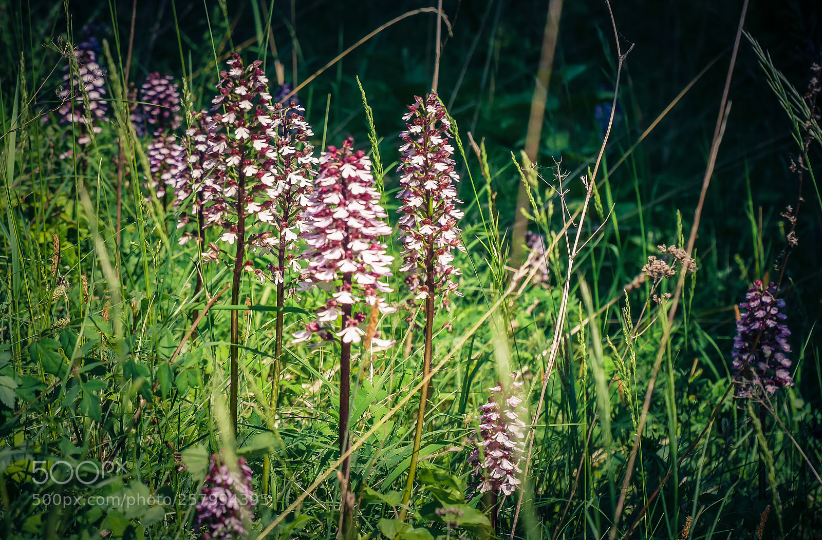 Panasonic Lumix DMC-GX7 sample photo. Orchids photography