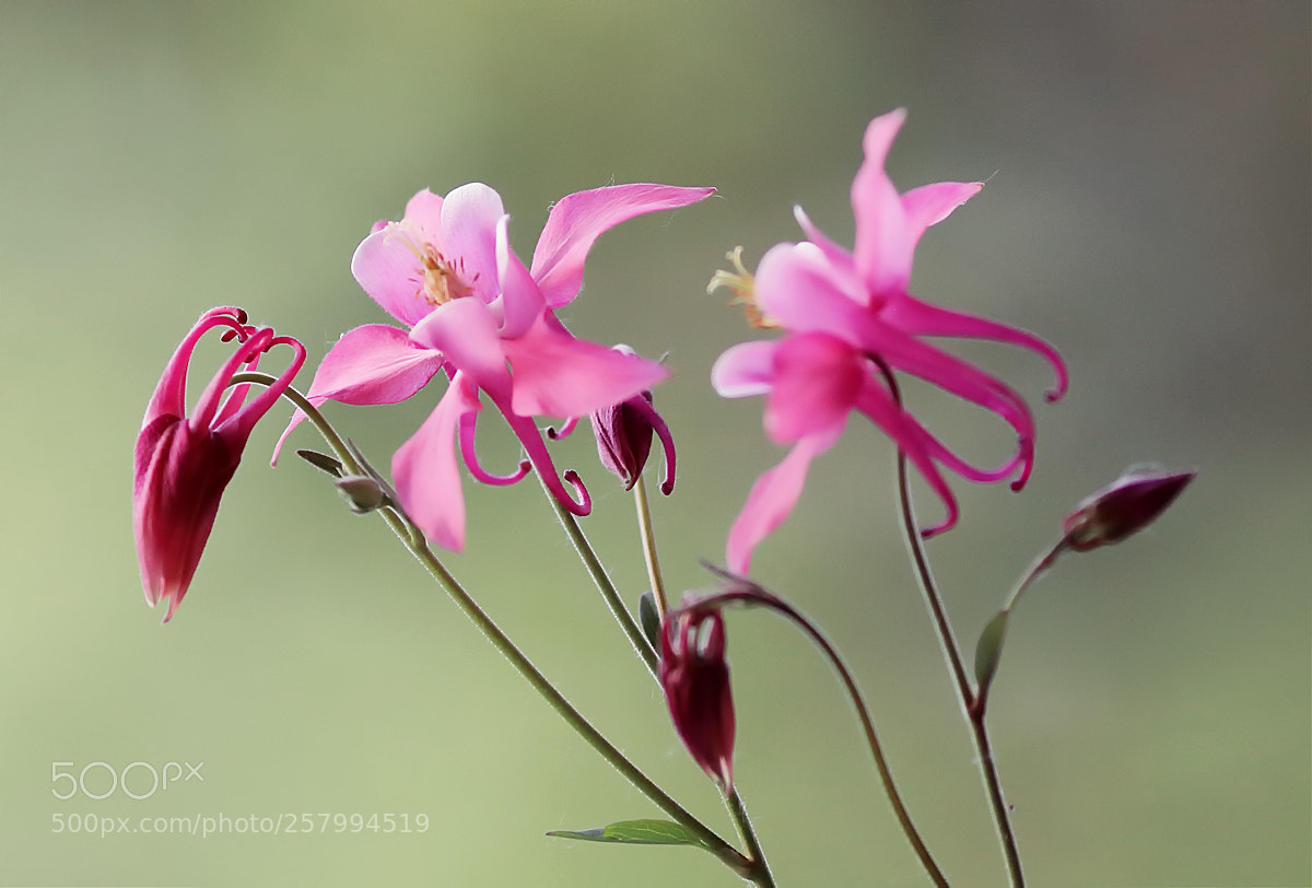 Canon EOS 5D Mark II sample photo. Springtime photography