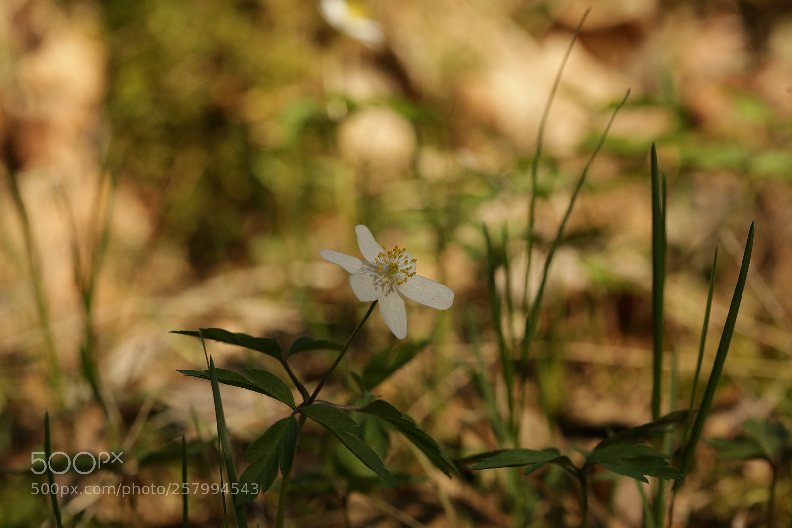 Canon EOS 6D sample photo. Wood anemone of omenapuunmaa photography