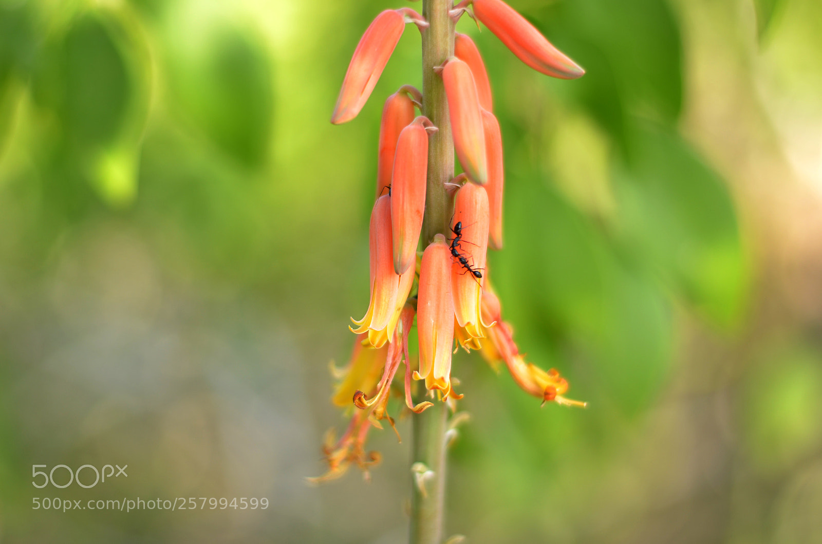 Nikon D7000 sample photo. Nature photography