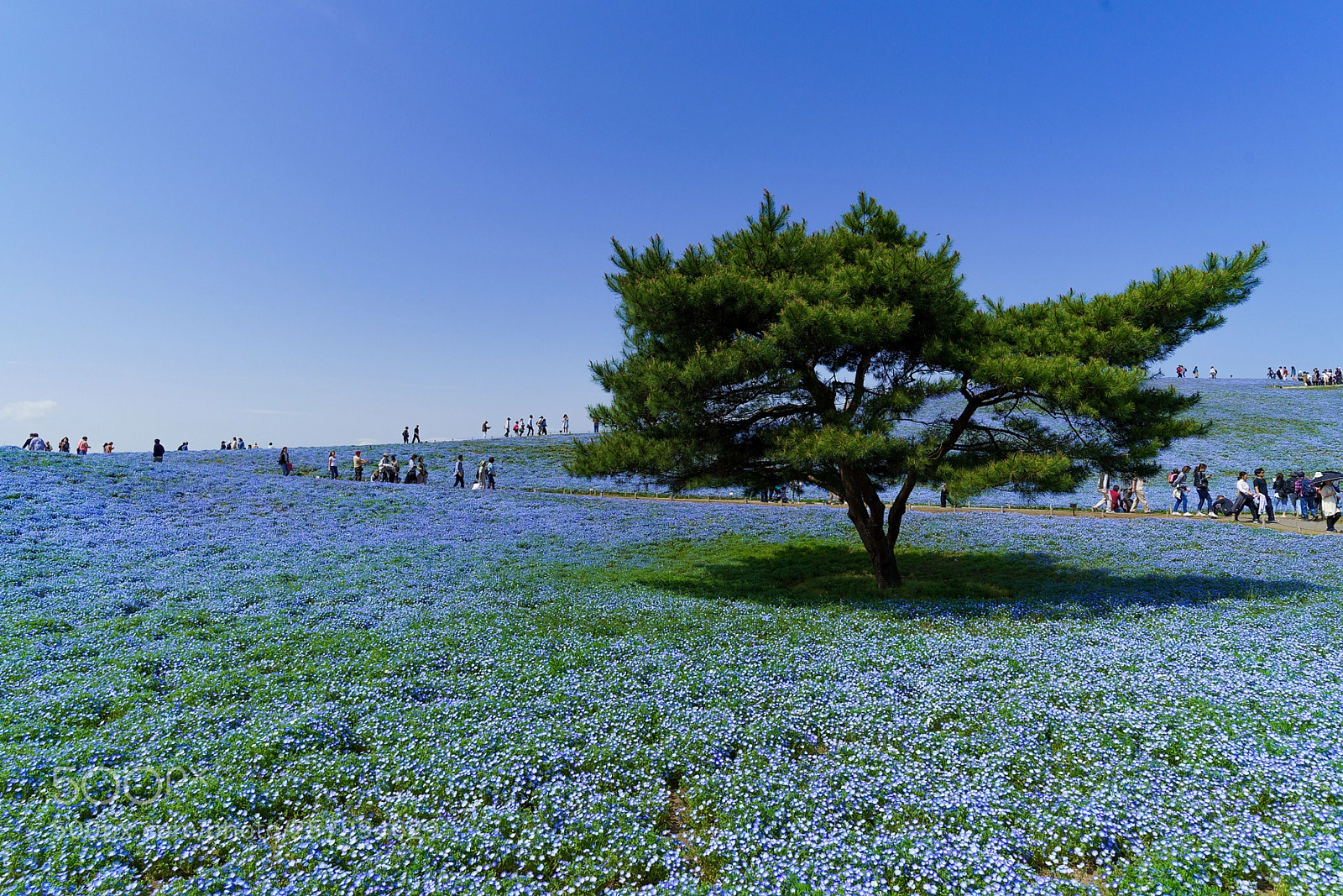 Sony a7R III sample photo. Nemophila blue photography