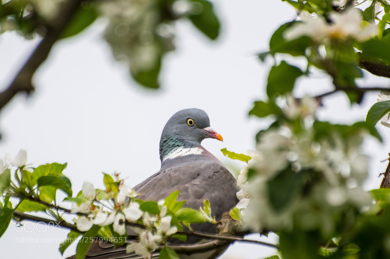Nikon D3200 sample photo. Pigeon photography