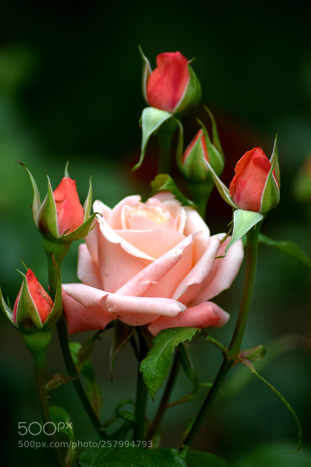 Nikon D3300 sample photo. Queen of flowers photography