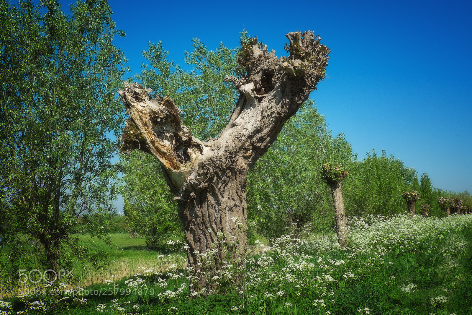 Fujifilm X-T1 sample photo. Pollarded..... photography