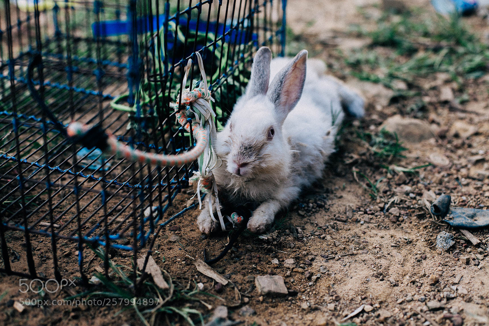 Canon EOS 5D Mark II sample photo. As photography