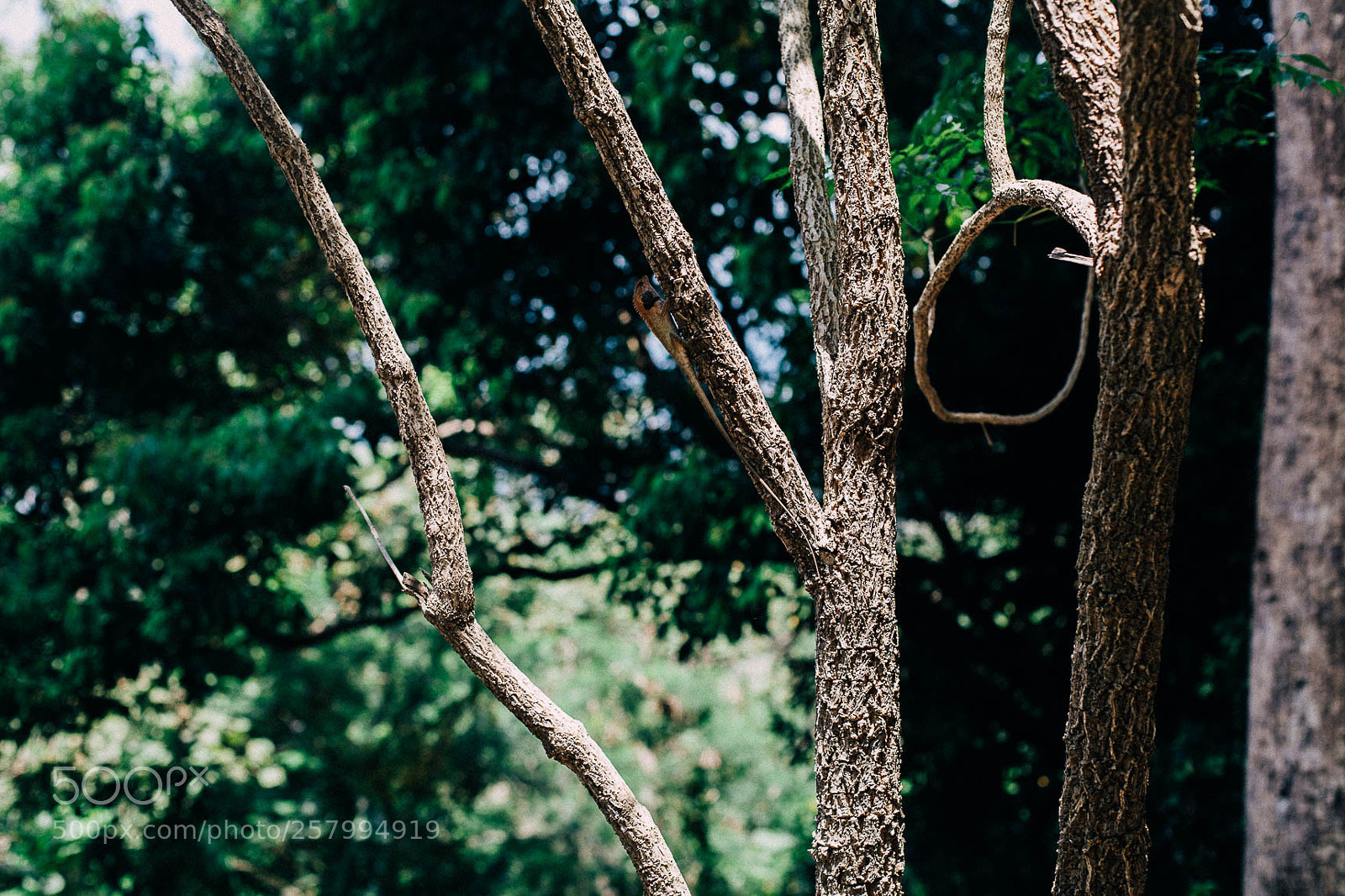 Canon EOS 5D Mark II sample photo. As photography