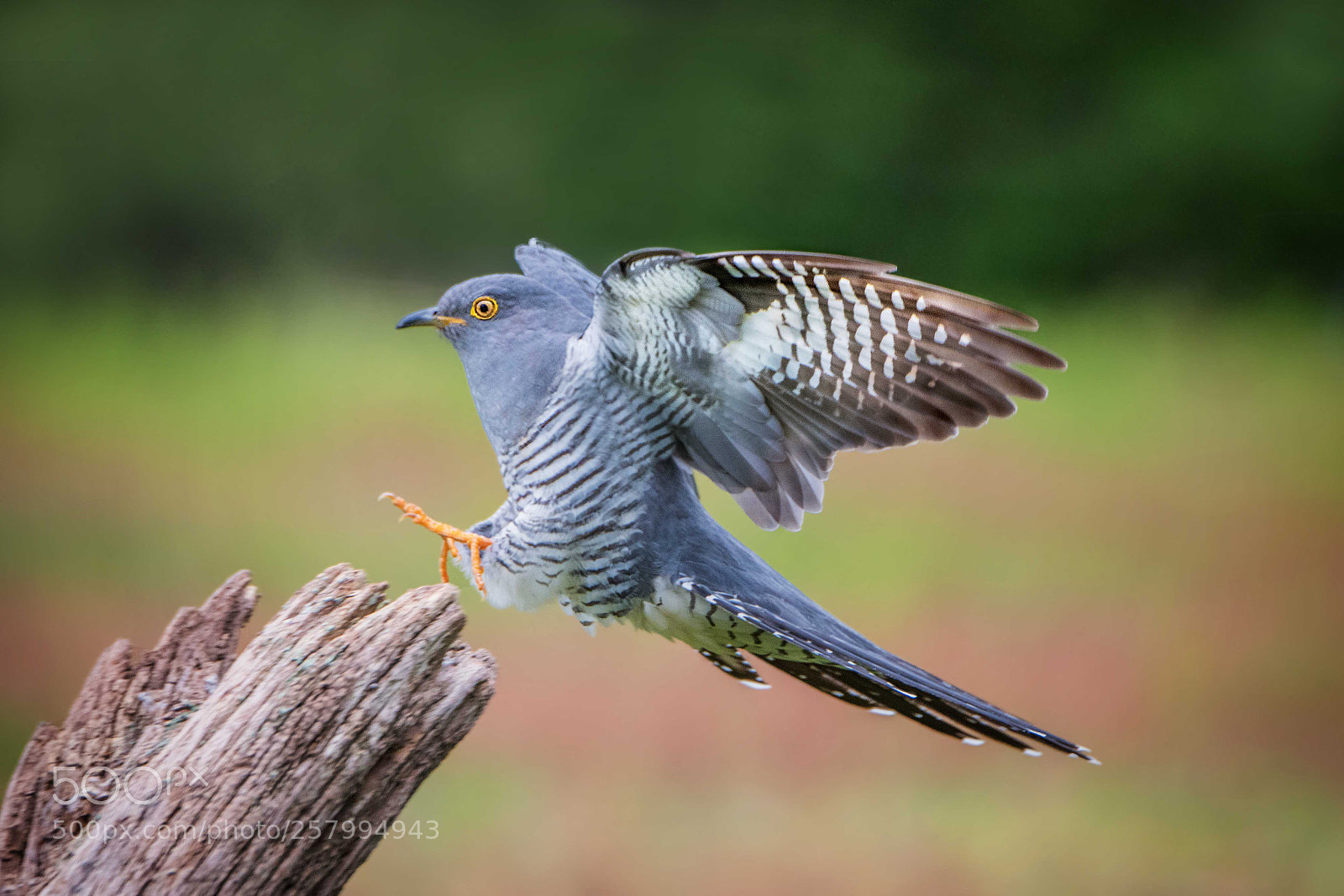 Nikon D500 sample photo. Cuckoo photography