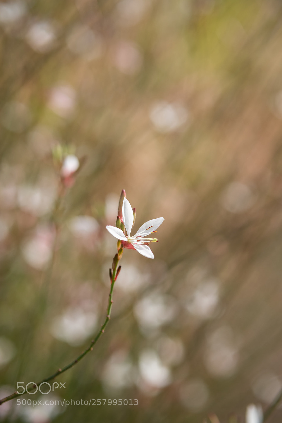 Fujifilm X-T2 sample photo. One of many photography