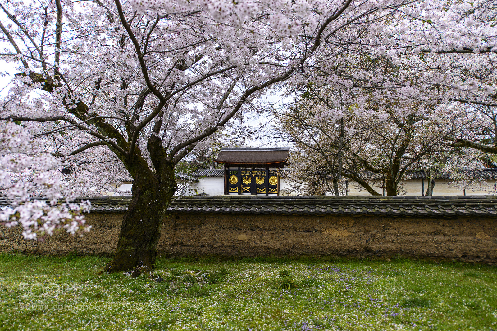 Nikon D800 sample photo. 400 years daigoji temple sakura 醍醐寺唐門 國寶 photography