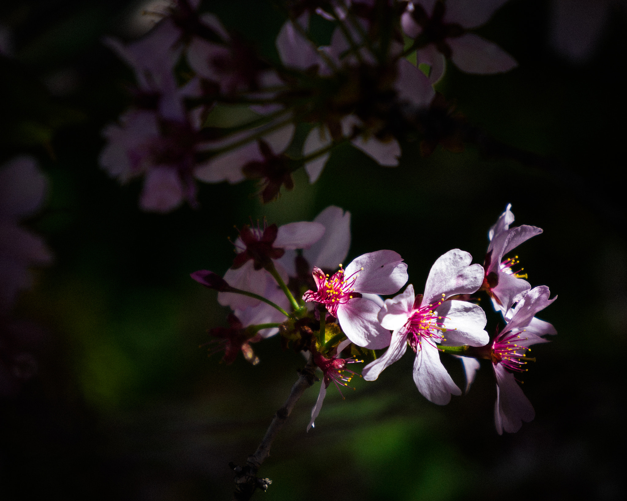 Olympus PEN E-PL7 sample photo. In a ray photography