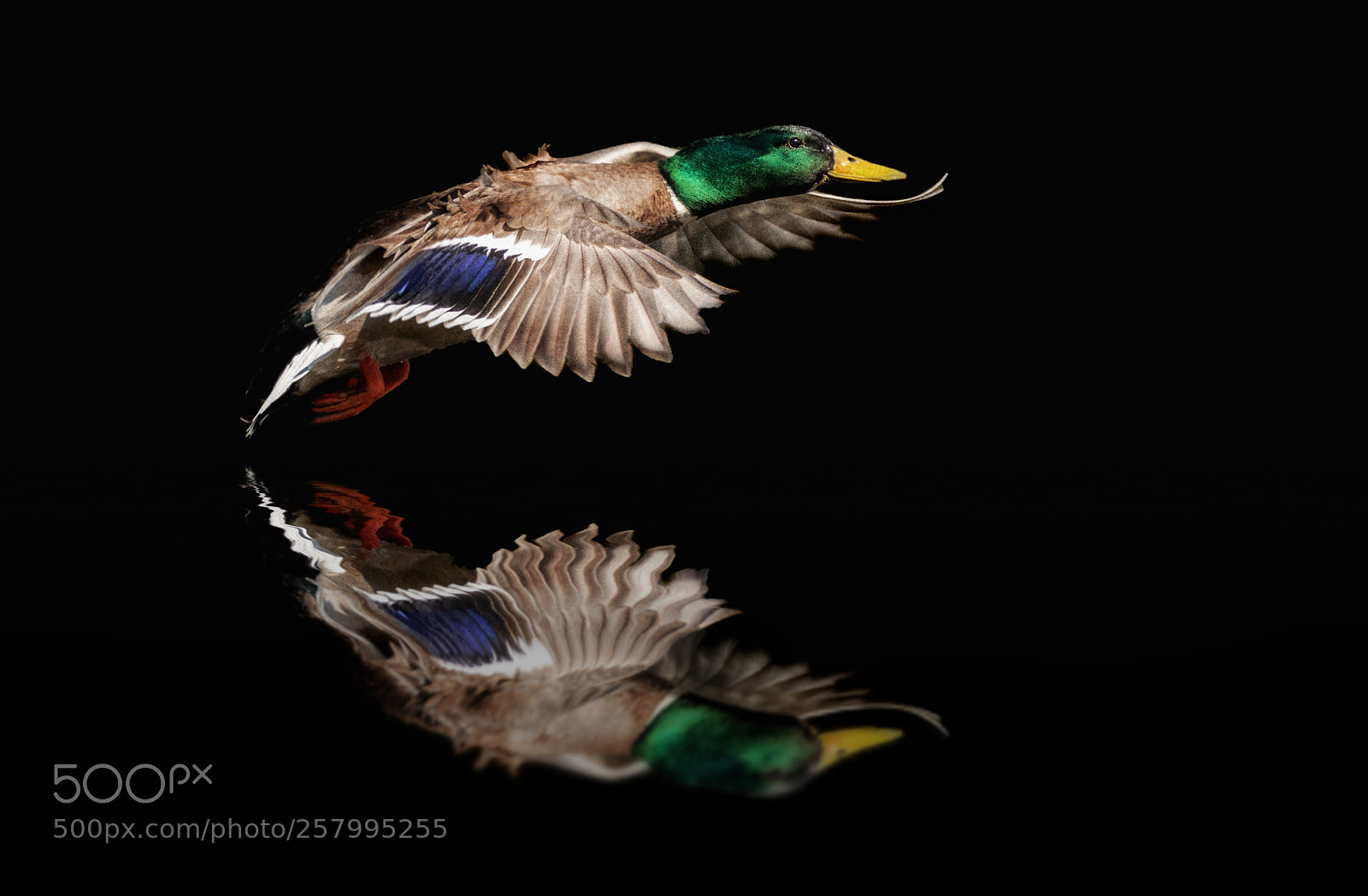 Sony a7R III sample photo. Duck * photography