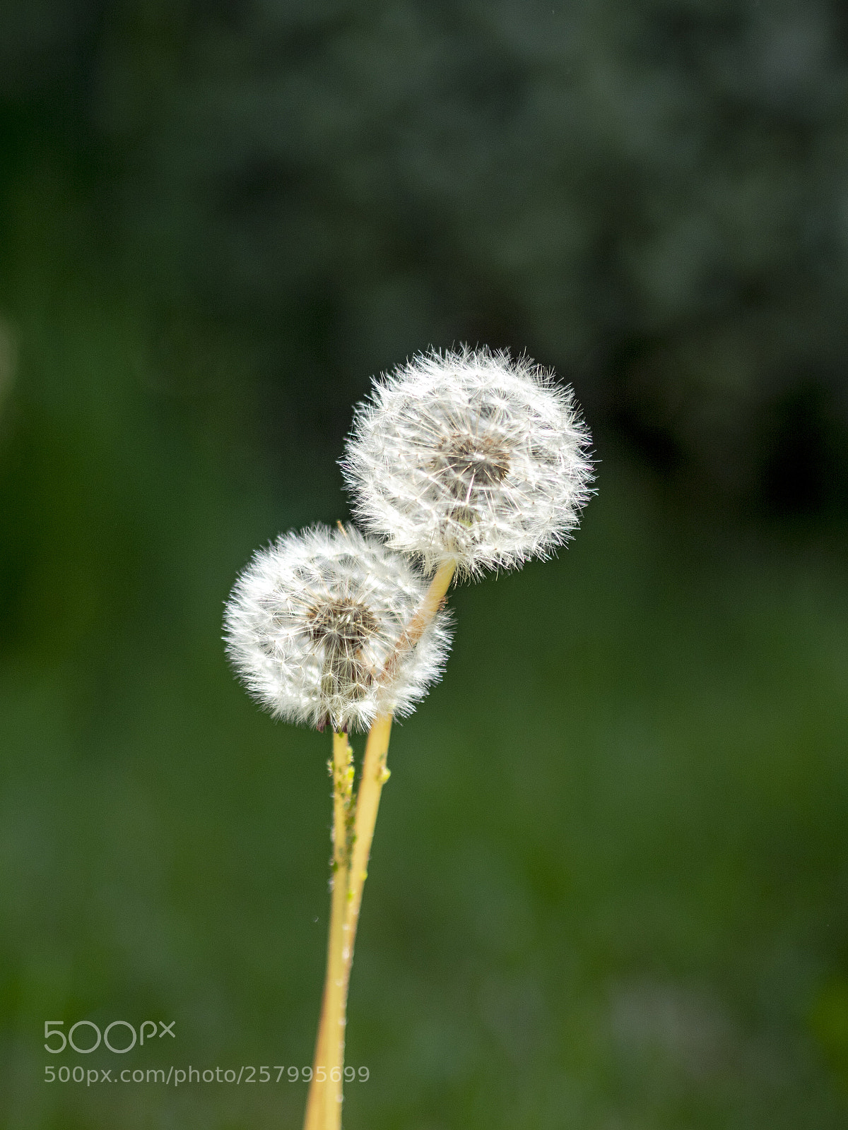 Olympus PEN-F sample photo. From my garden photography