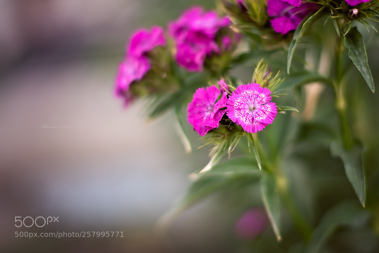 Nikon D750 sample photo. Little flowers :) photography
