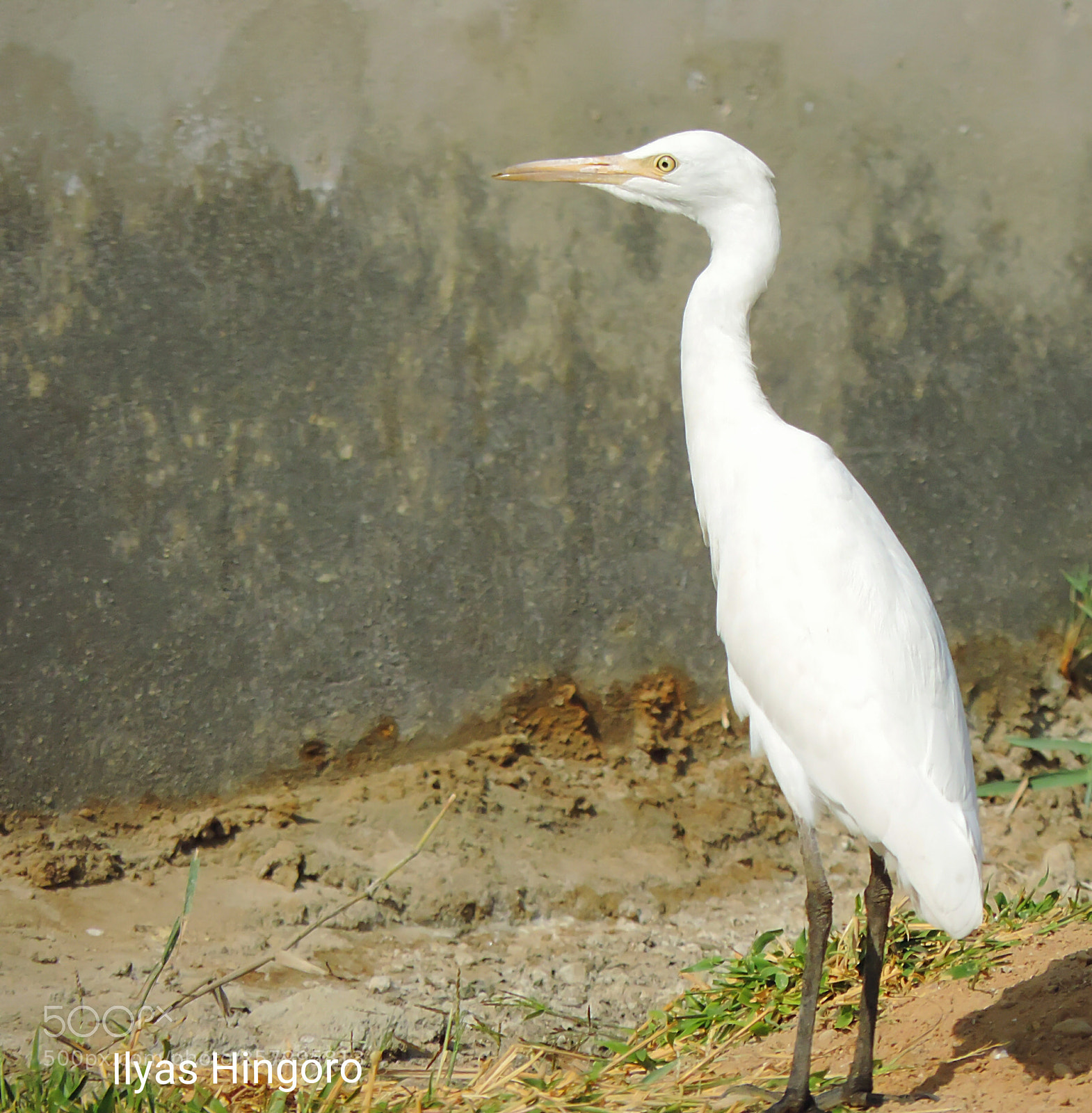 Nikon Coolpix P520 sample photo. Cattel egret photography