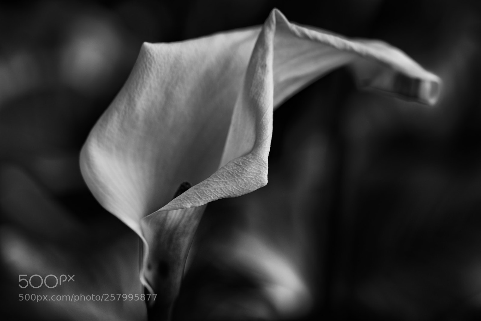 Canon EOS 5D Mark IV sample photo. Calla lily photography