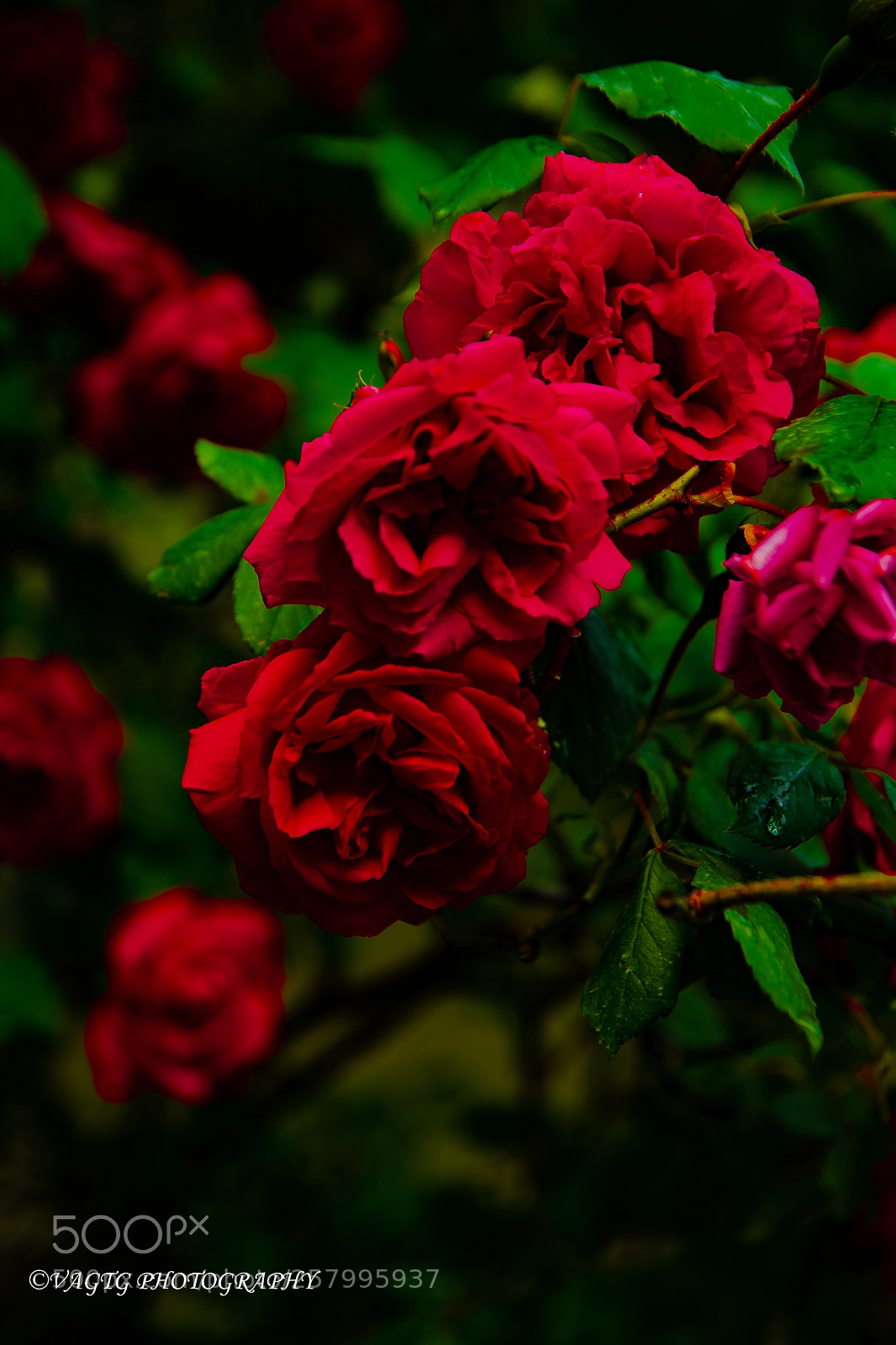 Nikon D3400 sample photo. Red roses photography