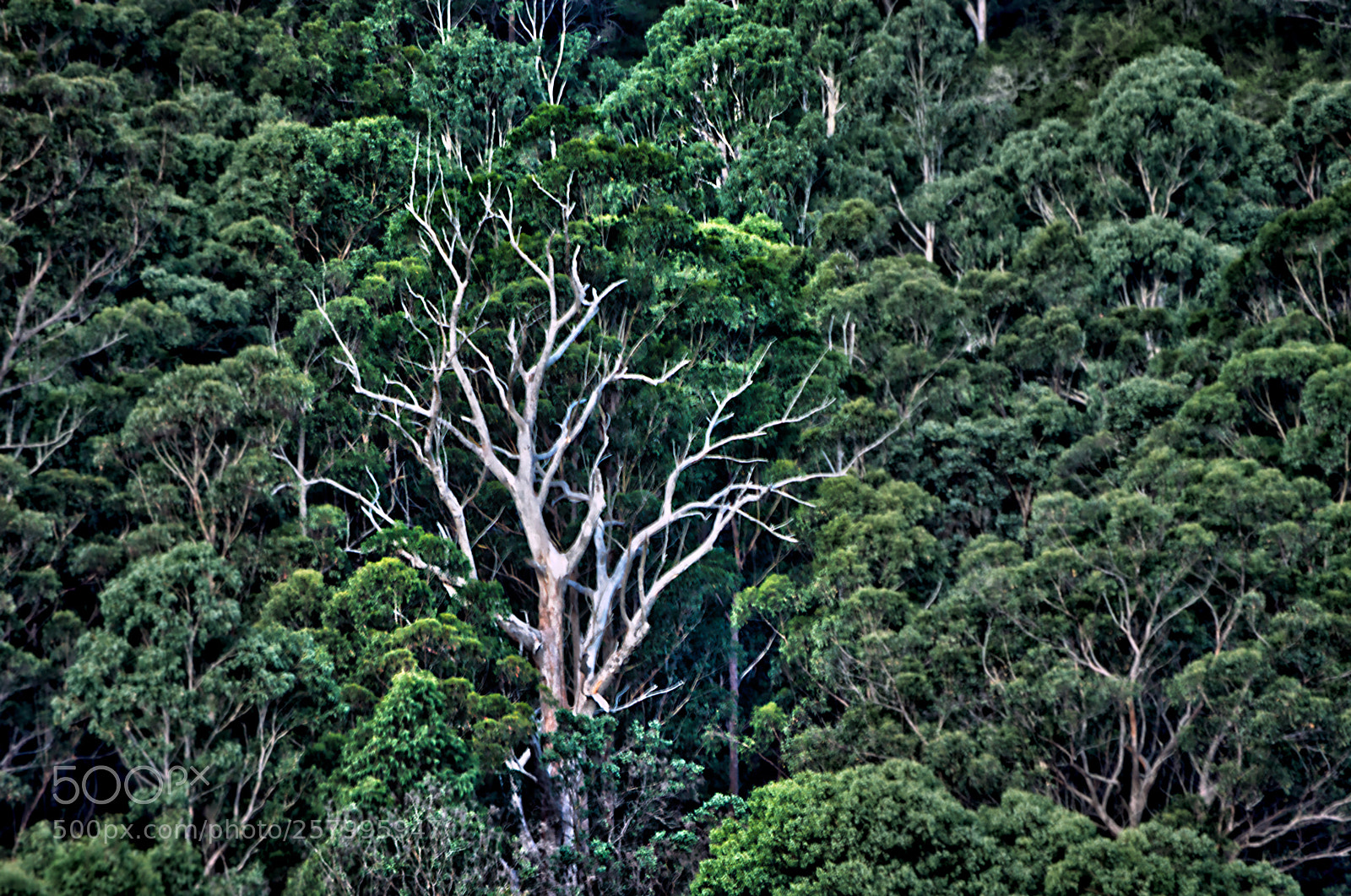 Nikon D5300 sample photo. Old gumtree photography