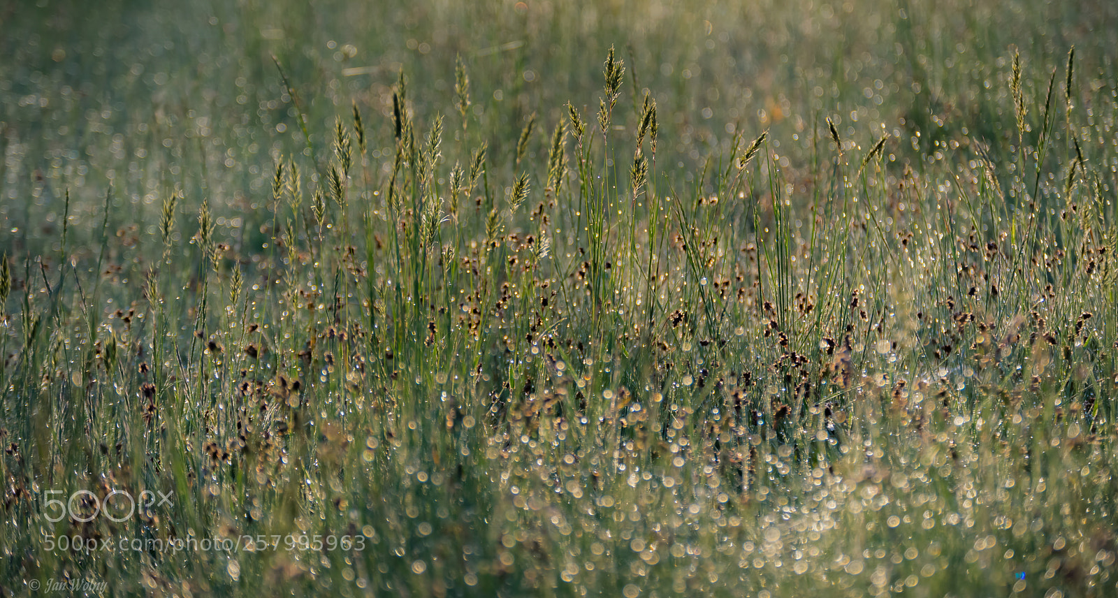 Nikon D3300 sample photo. Meadow in the morning photography