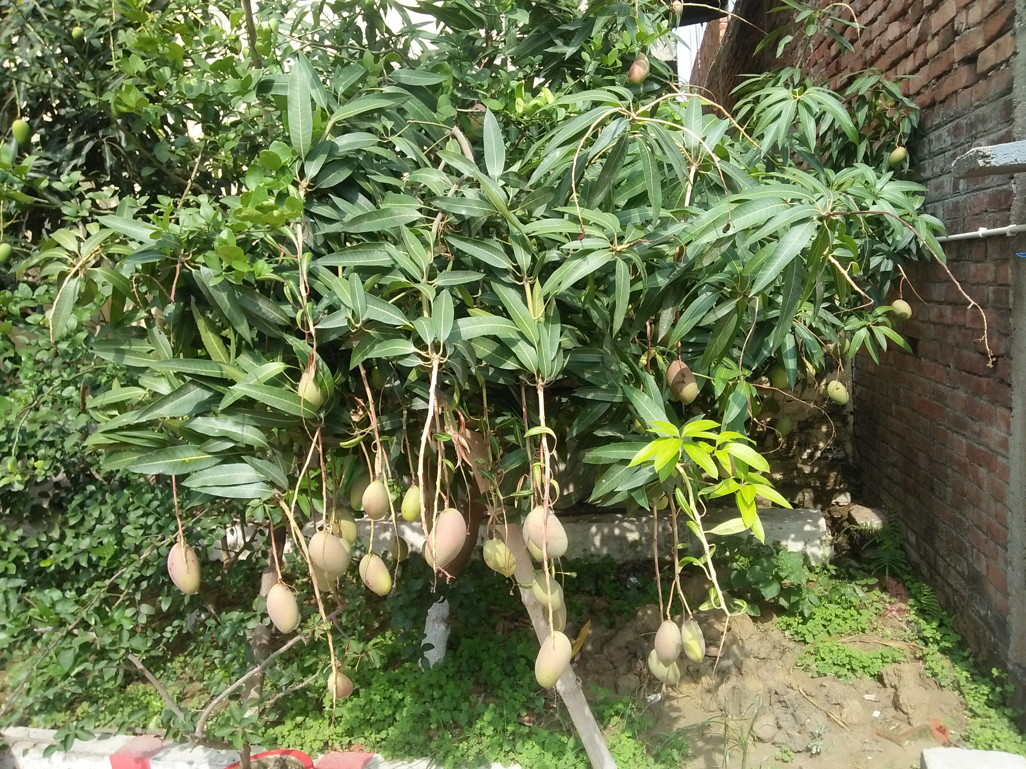 OPPO A37fw-International sample photo
