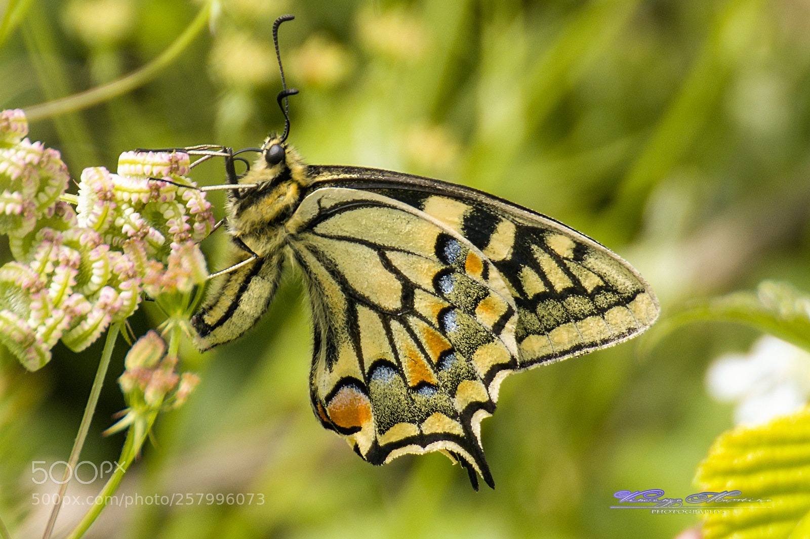 Canon EOS 760D (EOS Rebel T6s / EOS 8000D) sample photo. Macaone (papilio machaon) photography