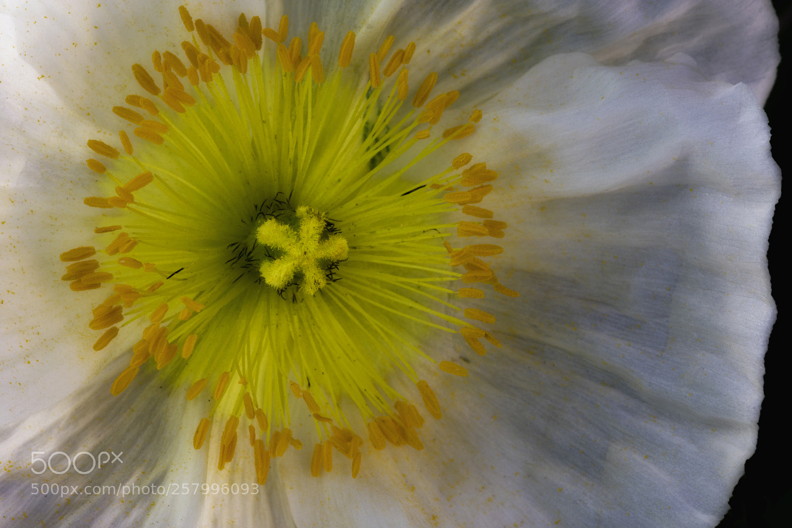 Canon EOS 5D Mark IV sample photo. Flower photography