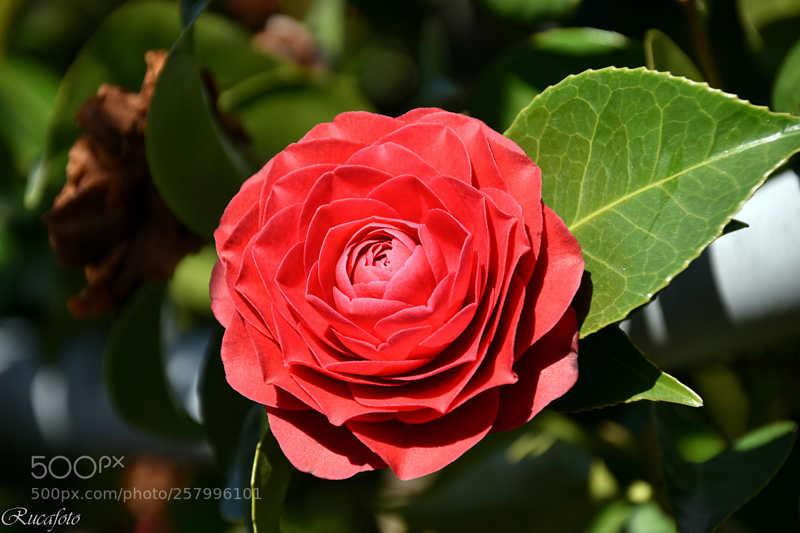 Nikon D5500 sample photo. Um camelia photography