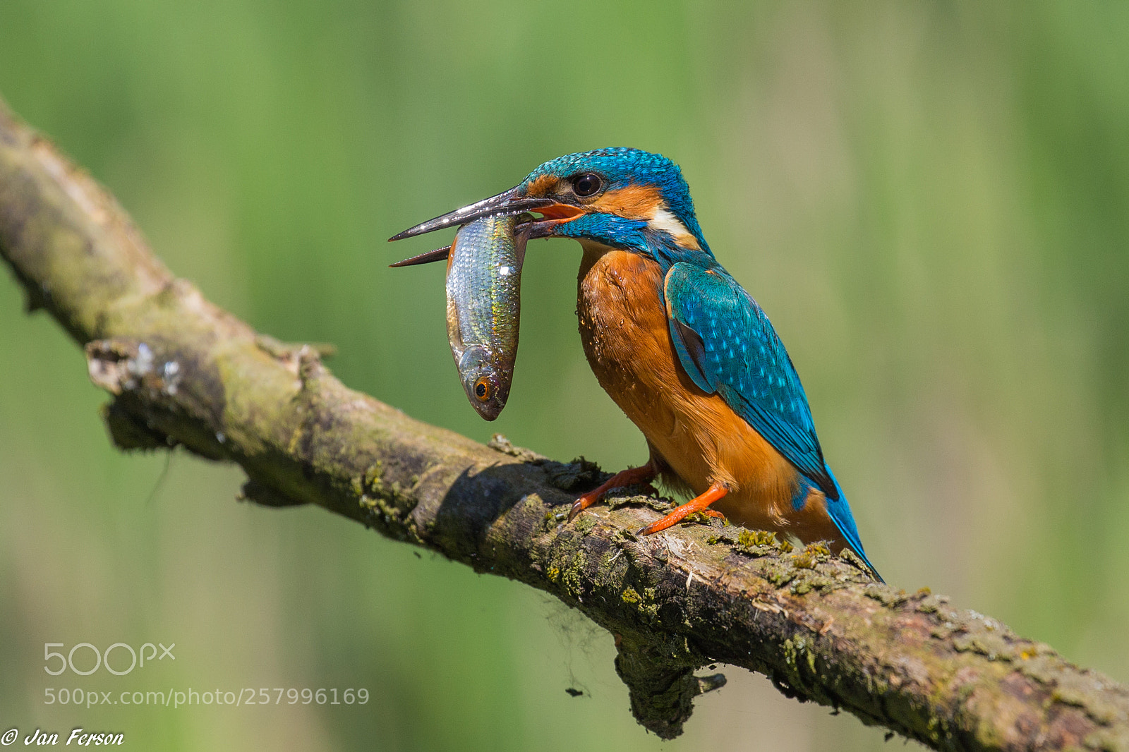Canon EOS 6D sample photo. F !.... bird photography