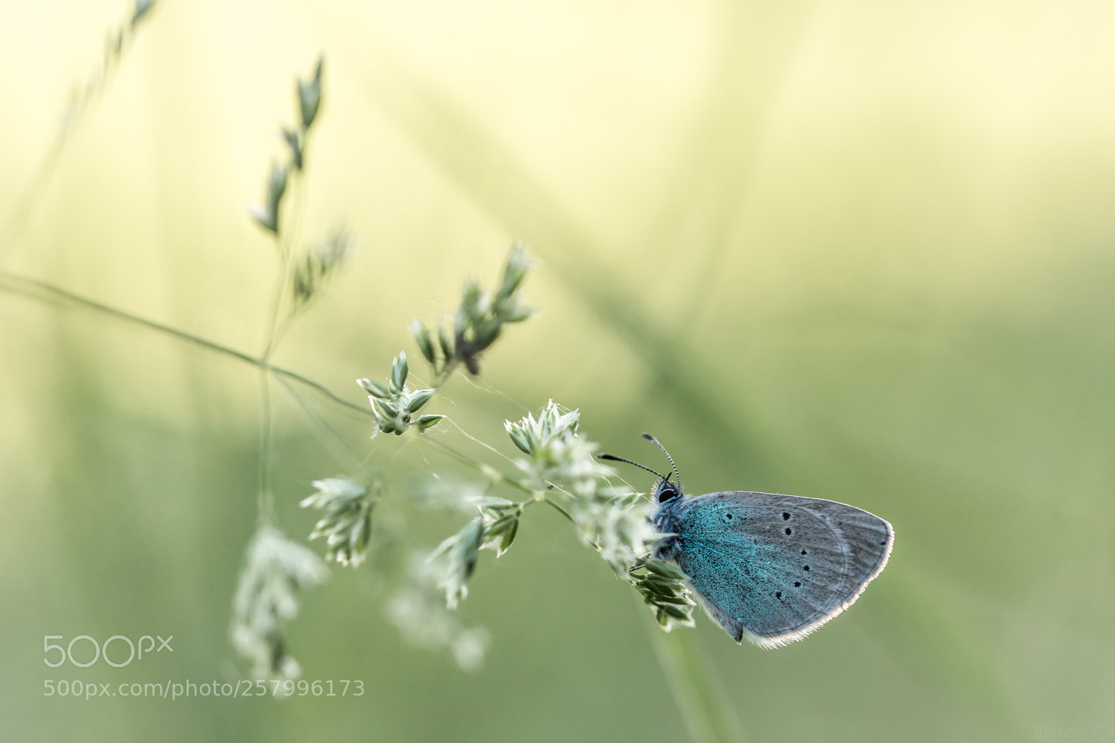 Canon EOS 80D sample photo. Bläuling photography
