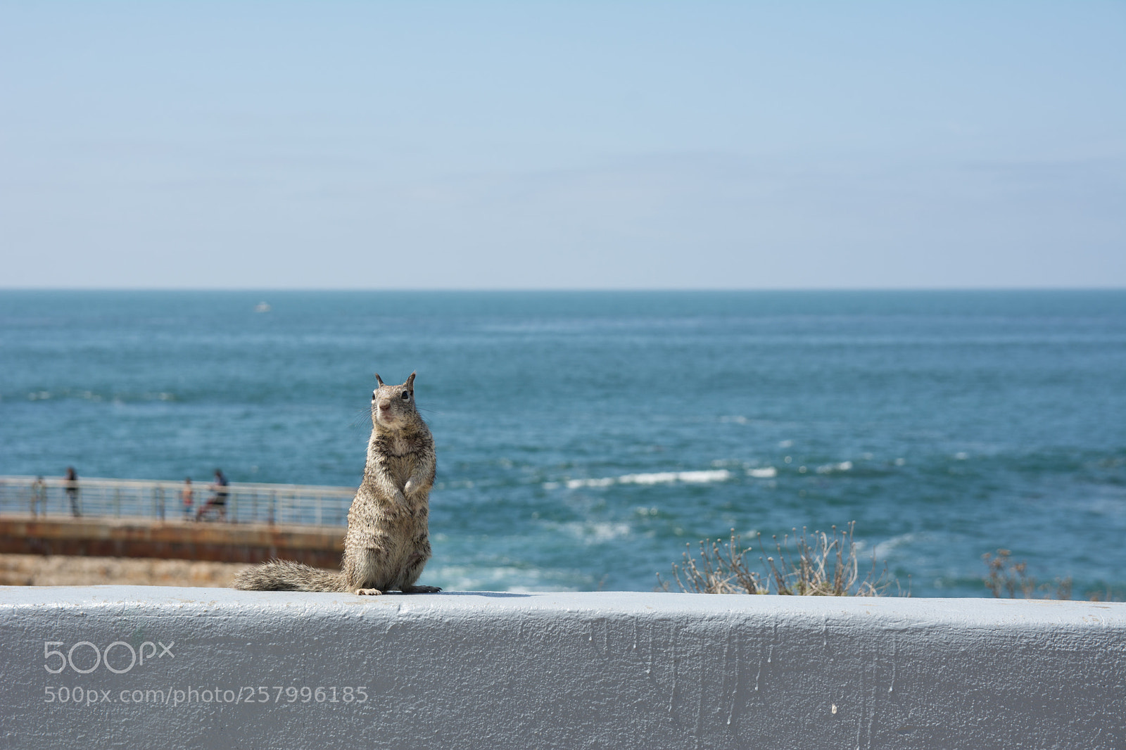 Nikon D7100 sample photo. La jolla squirrel photography