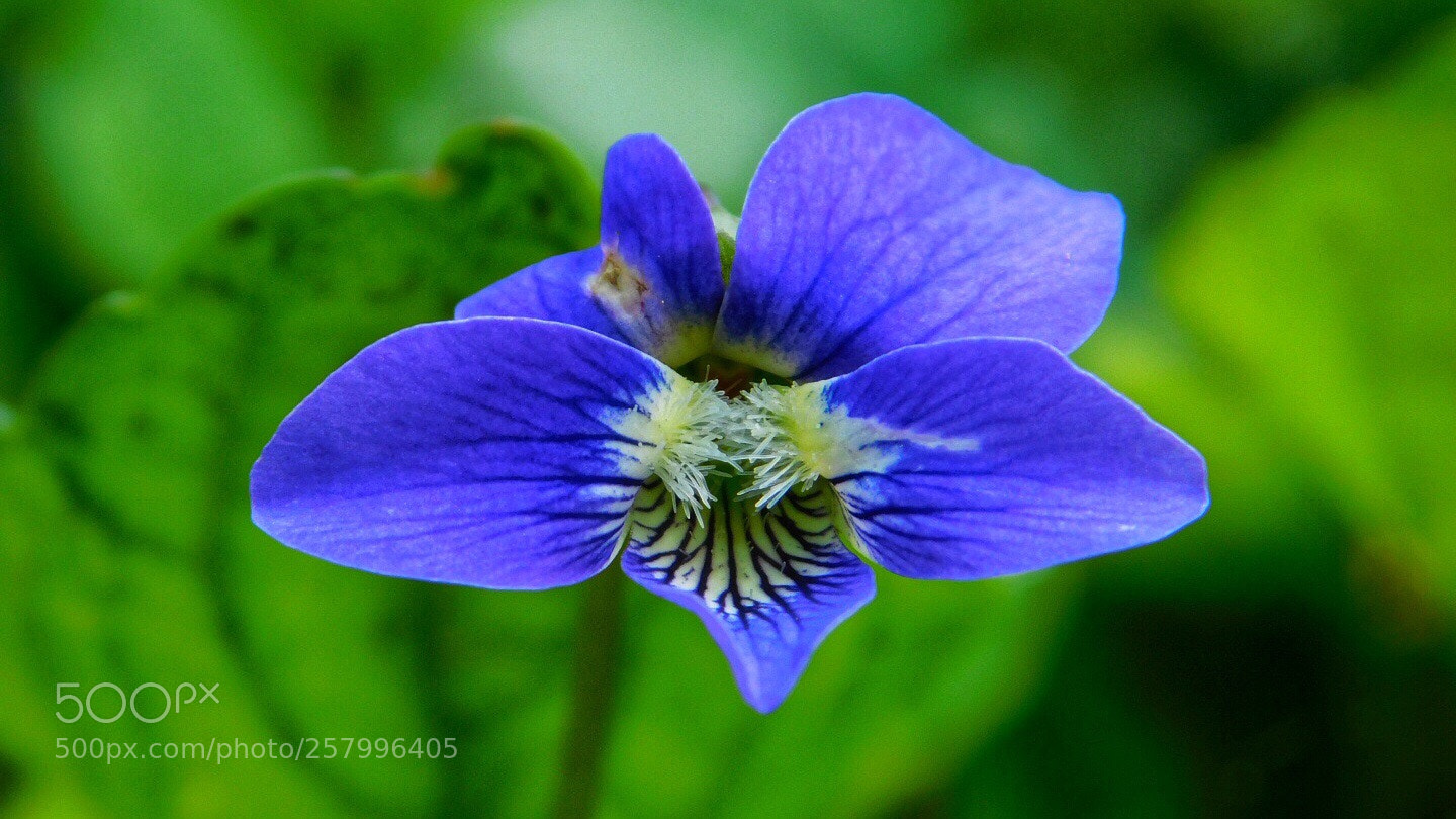 Nikon Coolpix B500 sample photo. Little wildflower photography
